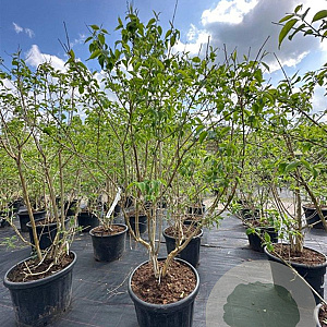 Heptacodium miconioides 175-200 cm container meerstammig