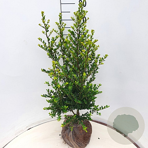 Ilex crenata 'Green Hedge' 60-80 cm met kluit