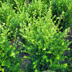 Ilex crenata 'Green Hedge' 60-80 cm met kluit