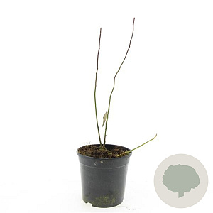 Itea virginica GM C1.3