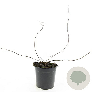 Kolkwitzia amabilis GM C1.3