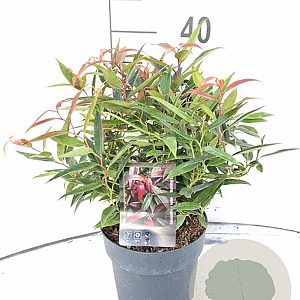 Leucothoe keiskei Burning Love 30-40 cm 2,0L