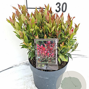 Leucothoe 'Little Flames' 25-30 cm 2,0L