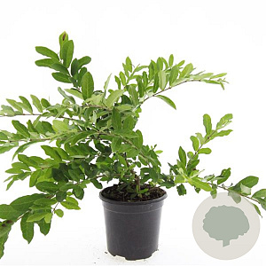 Ligustrum obtusifolium regelianum GM C1.3