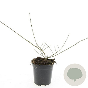 Ligustrum obtusifolium regelianum GM C1.3