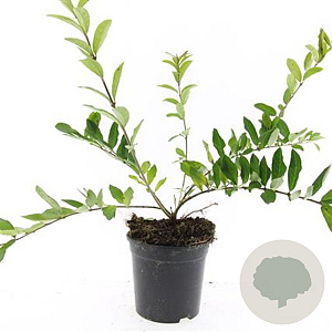 Ligustrum obtusifolium regelianum GM C1.3