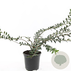 Lonicera pileata GM C1.3