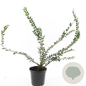 Lonicera pileata 'Moss Green' GM C1.3