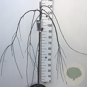 Malus 'Royal Beauty' 120 cm stam 10L