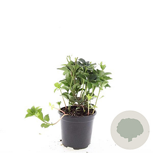 Pachysandra terminalis GM C1.3