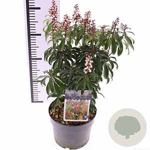 Pieris japonica 'Bonfire' 30-40 cm 2,0L