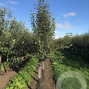 Pyrus communis oude struik draadkluit