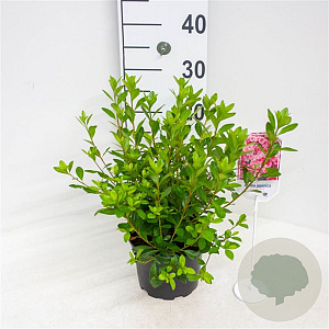 Rhododendron (AJ) 'Blaauw's Pink' 20-25 cm 2,0L