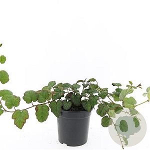 Rubus tricolor GM C1.3