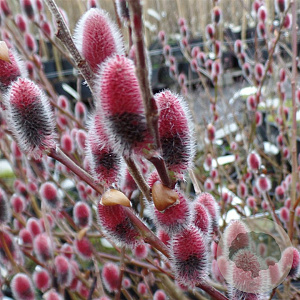 Salix chaenomeloides 'Mount Aso' 30-40 cm container C2,5