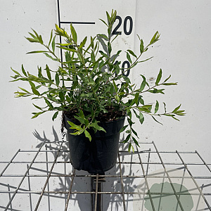 Spiraea arguta GM C1.3