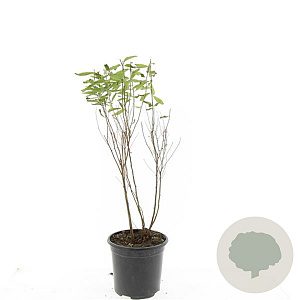 Spiraea billardii GM C1.3