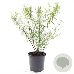 Spiraea thunbergii GM C1.3