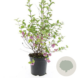 Symphoricarpos Magical Candy GM C1.3