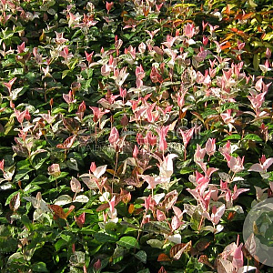 Trachelospermum as. 'Tricolor' 25-30 cm P9,5