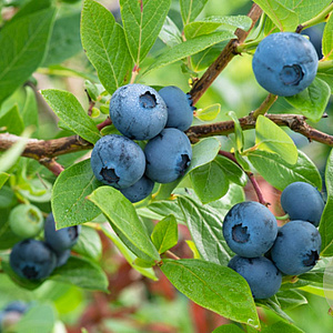 Vaccinium myrtillus GM 1.5