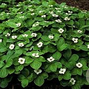 Cornus canadensis GM P10,5