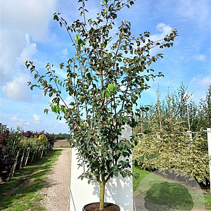 Cydonia o. 'Leskovacka' struik wortelgoed