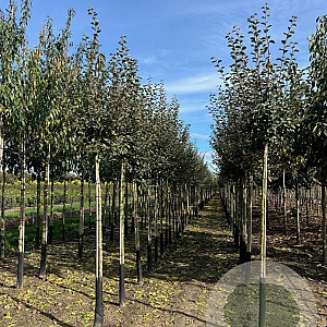 Cydonia o. 'Leskovacka' 12-14 HO draadkluit