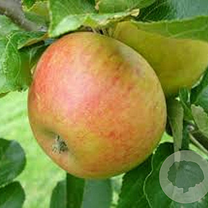 Malus d. 'Alkmene' 6-8 HO wortelgoed