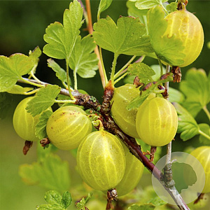 Ribes u.-c. Hinnonmäki Gul 60-70 cm 2,0L