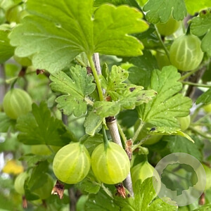 Ribes u.-c. 'Mucurines' 40-60 cm wortelgoed