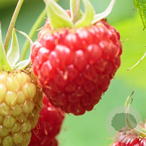 Rubus idaeus 'Ottawa' 60-70 cm 2,0L