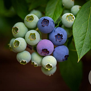 Vaccinium c. 'Emblue' 60-80 cm 20L