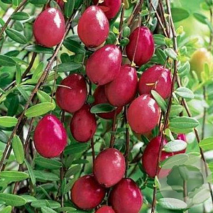 Vaccinium macrocarpon 'Big Pearl' GM P9.5