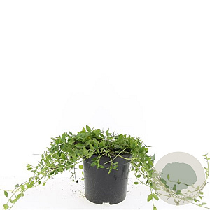 Vinca minor 'Gertrude Jekyll' GM C1.3