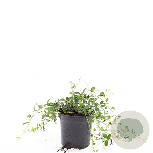 Vinca minor 'Gertrude Jekyll' GM C1.3