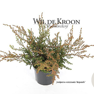 Juniperus comm. 'Repanda' 20-25 cm 2,0L