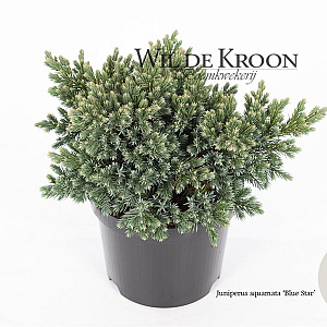 Juniperus squamata 'Blue Star' 15-20 cm 2,0L