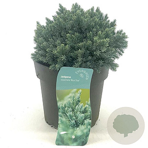Juniperus squamata 'Blue Star' 15-20 cm 2,0L