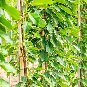 Prunus a. 'Hedelf. Riesenkirsche' 10-12 HO wortelgoed