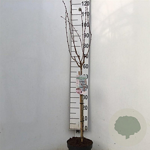 Prunus nipponica 'Ruby' 60 cm stam 7,5L