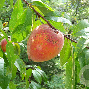 Prunus p. 'Fantaisie' struik wortelgoed