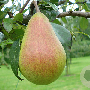 Pyrus communis 'Rode Clapps' 6-8 HO wortelgoed