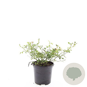 Rosa (M) 'White Fairy' GM C1.3