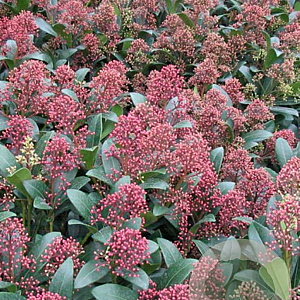 Skimmia japonica 'Rubinetta' 20-25 cm 2,0L
