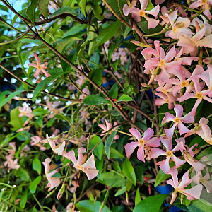 tracheleospernum asiaticum 'Pink Toscane' 25-30 cm P9,5