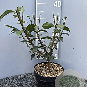 Euonymus alat. 'Compactus' 35-40 cm 3,0L