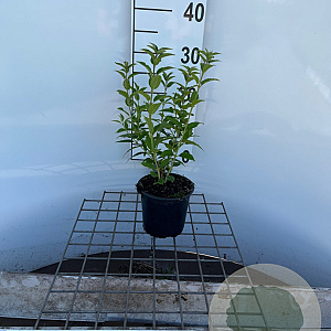 Deutzia gracilis 30-40 cm C1.3