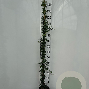 Hedera helix 150-175 cm 7,5L Gestokt
