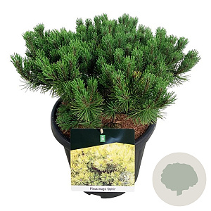 Hedera hel. 'Woerner' 120x180 Mobilane vanaf 35 st